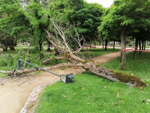 Grande ramo de árvore cai no jardim da Várzea Pequena arvore IMG 20220522 114504