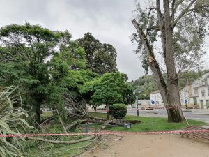 Grande ramo de árvore cai no jardim da Várzea Pequena arvore IMG 20220522 114523
