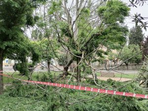 Grande ramo de árvore cai no jardim da Várzea Pequena arvore IMG 20220522 114602