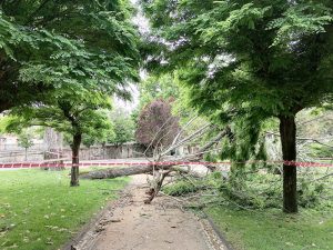 Grande ramo de árvore cai no jardim da Várzea Pequena arvore IMG 20220522 114618
