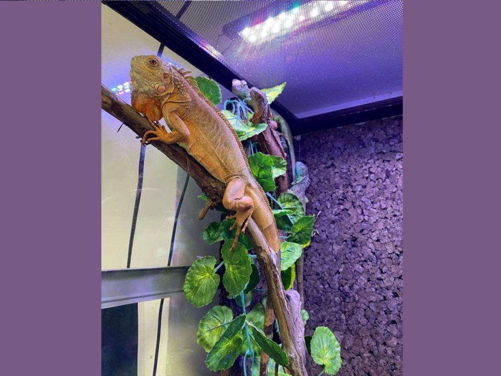 Iguana com mais de 1 metro encontrada nos arredores da cidade iguana 62763 3744870487789469252 n
