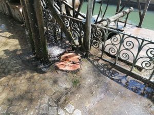 Câmara abateu um símbolo de Tomar roda mouchao IMG 20220504 144058