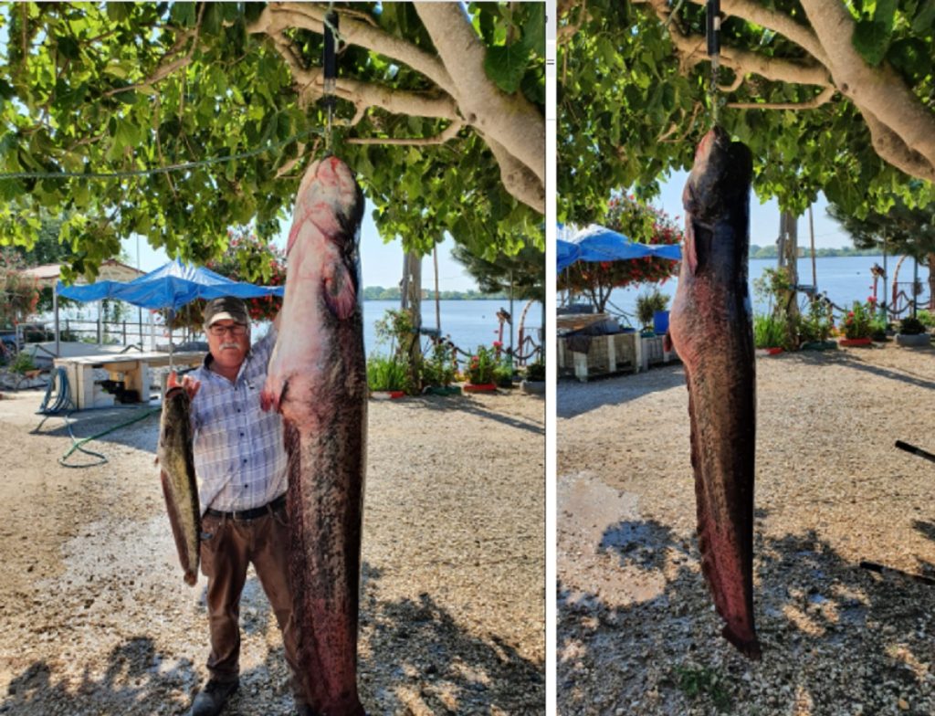Siluro com 60 kg pescado no rio Tejo siluro peixe