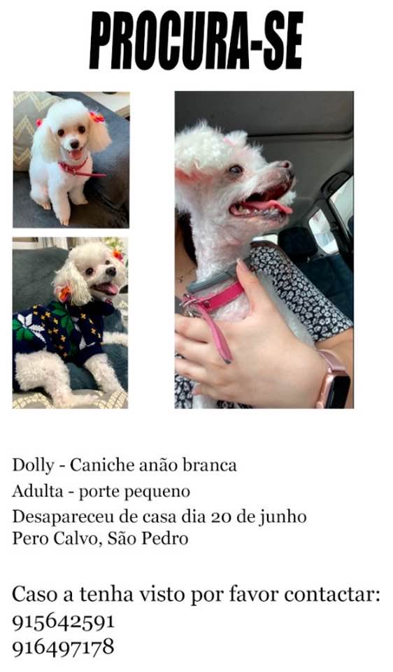 Apelo: cadela desaparecida apelo 306009527745 3903952163824168993 n