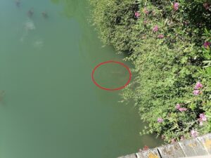 Só em agosto foram tiradas do rio Nabão 14 trotinetes trotinete IMG 20220618 104351
