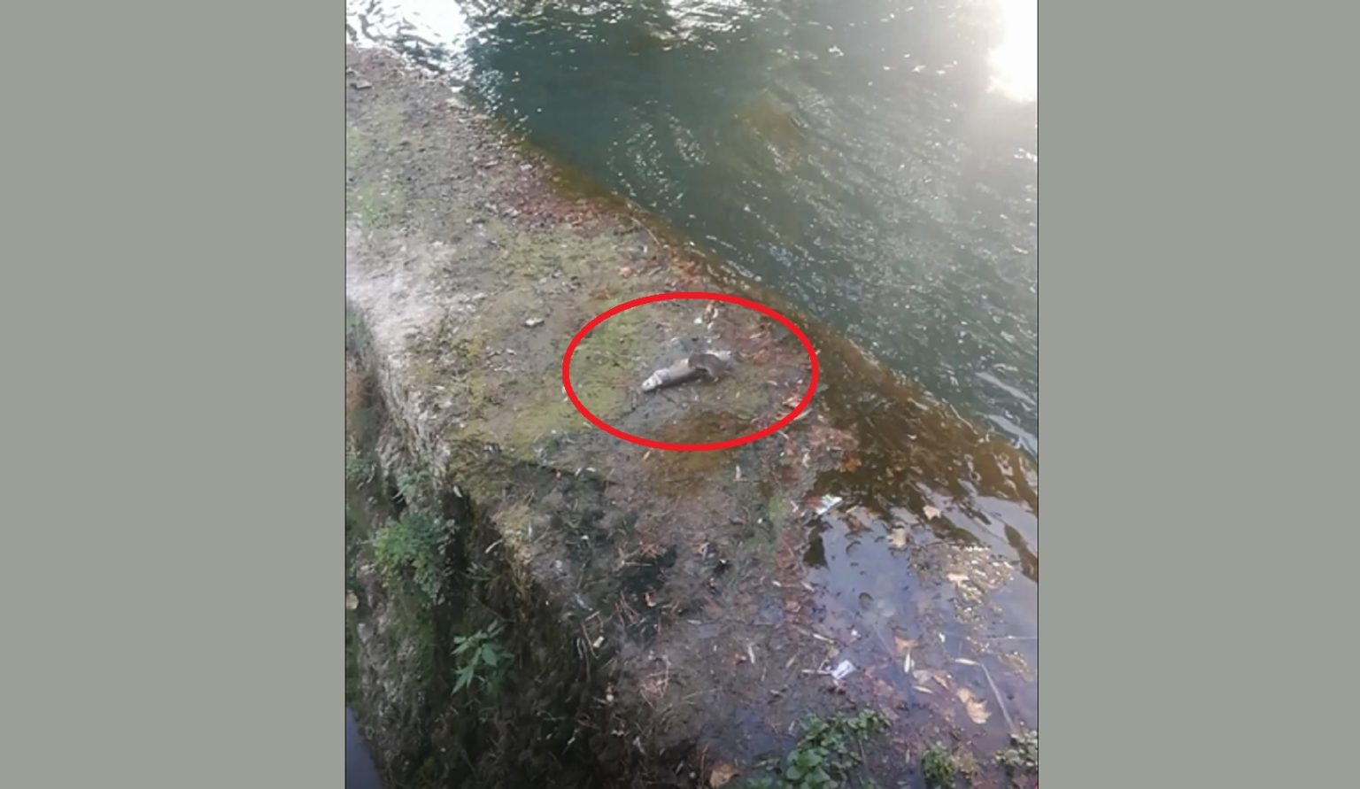 Rato come peixe no rio Nabão (c/ vídeo) rato peixe 567