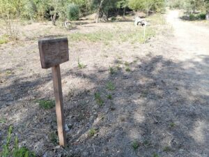 Mata dos Sete Montes: dezenas de árvores morrem por falta de rega (c/ fotos e vídeo) IMG 20220828 100905