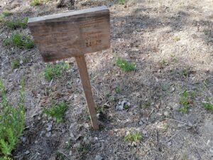Mata dos Sete Montes: dezenas de árvores morrem por falta de rega (c/ fotos e vídeo) IMG 20220828 100918