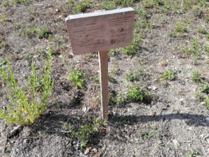 Mata dos Sete Montes: dezenas de árvores morrem por falta de rega (c/ fotos e vídeo) IMG 20220828 100931