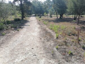 Mata dos Sete Montes: dezenas de árvores morrem por falta de rega (c/ fotos e vídeo) IMG 20220828 101001