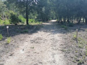 Mata dos Sete Montes: dezenas de árvores morrem por falta de rega (c/ fotos e vídeo) IMG 20220828 101023