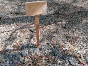 Mata dos Sete Montes: dezenas de árvores morrem por falta de rega (c/ fotos e vídeo) IMG 20220828 101132