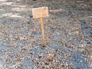 Mata dos Sete Montes: dezenas de árvores morrem por falta de rega (c/ fotos e vídeo) IMG 20220828 101144