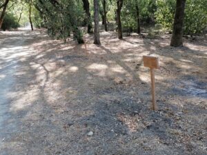 Mata dos Sete Montes: dezenas de árvores morrem por falta de rega (c/ fotos e vídeo) IMG 20220828 101157