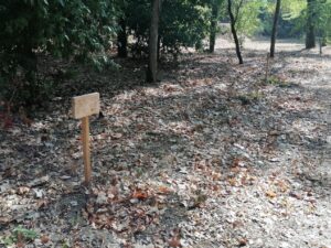 Mata dos Sete Montes: dezenas de árvores morrem por falta de rega (c/ fotos e vídeo) IMG 20220828 101245