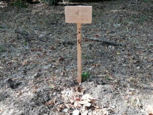 Mata dos Sete Montes: dezenas de árvores morrem por falta de rega (c/ fotos e vídeo) IMG 20220828 101306