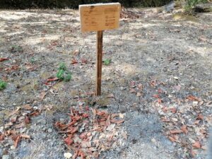Mata dos Sete Montes: dezenas de árvores morrem por falta de rega (c/ fotos e vídeo) IMG 20220828 101433