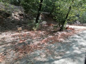 Mata dos Sete Montes: dezenas de árvores morrem por falta de rega (c/ fotos e vídeo) IMG 20220828 101453