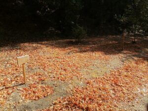 Mata dos Sete Montes: dezenas de árvores morrem por falta de rega (c/ fotos e vídeo) IMG 20220828 101513
