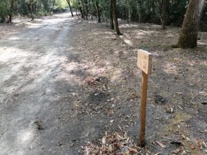 Mata dos Sete Montes: dezenas de árvores morrem por falta de rega (c/ fotos e vídeo) IMG 20220828 101556