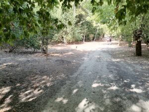 Mata dos Sete Montes: dezenas de árvores morrem por falta de rega (c/ fotos e vídeo) IMG 20220828 101919