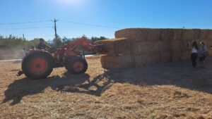 Toneladas de palha de Tomar para ajudar os produtores da Serra da Estrela (c/ vídeo) palha 832168950711 6089731038612906282 n