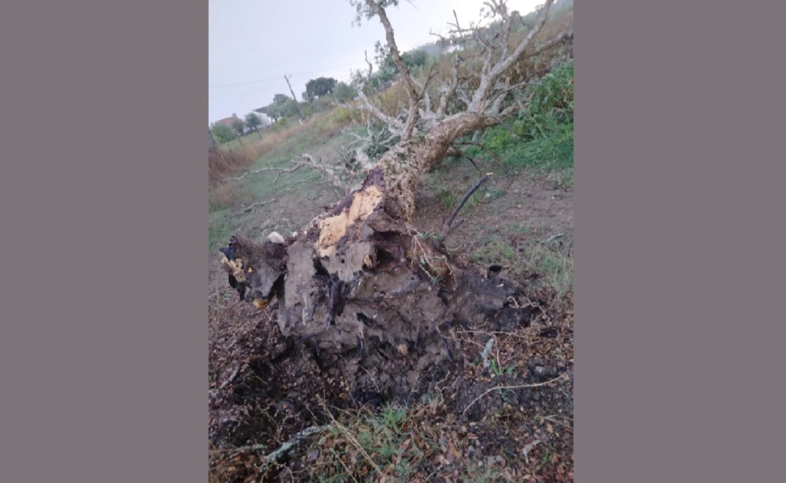 Mau tempo provoca queda de árvores arvore caida