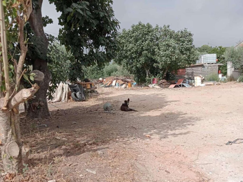 Cão acorrentado a uma árvore sem qualquer abrigo cao 190736537 5381548949602222635 n