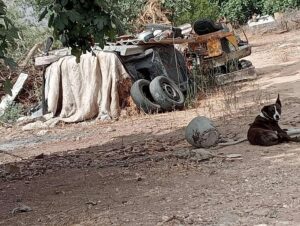 Cão acorrentado a uma árvore sem qualquer abrigo cao 67630200331 7706288068916661714 n