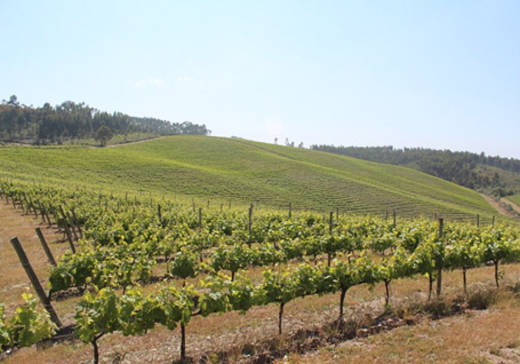 Revista de vinhos “Grandes Escolhas” destaca Encosta do Sobral vinho 0