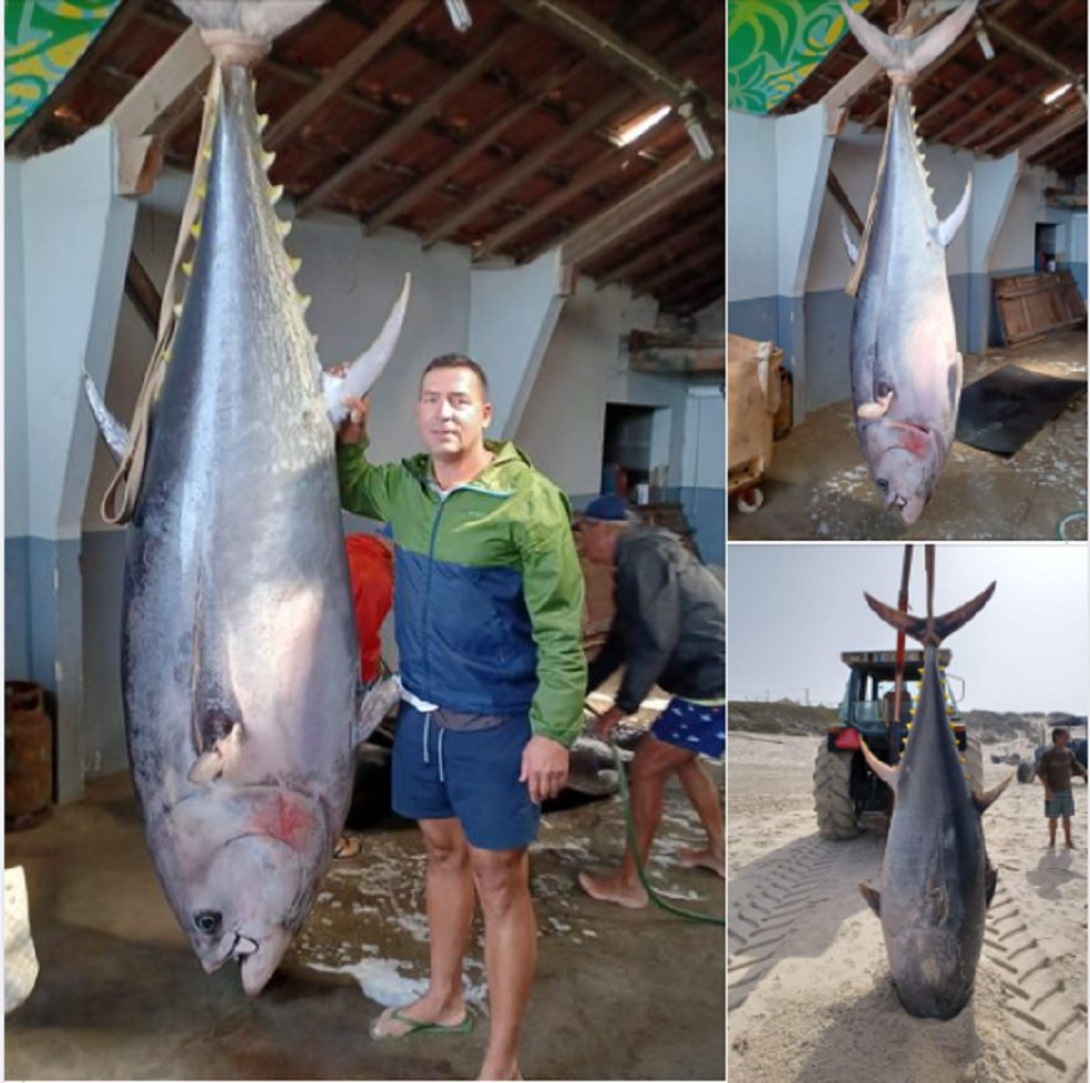Atum de grandes dimensões pescado na praia da Vieira (c/ fotos e vídeo) atum 0167 61452841739239 n