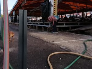 Voluntárias apanham lixo na feira de Santa Iria lixo IMG 20221017 100543