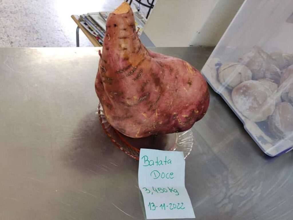 batata 66325 8310004711434920058 n