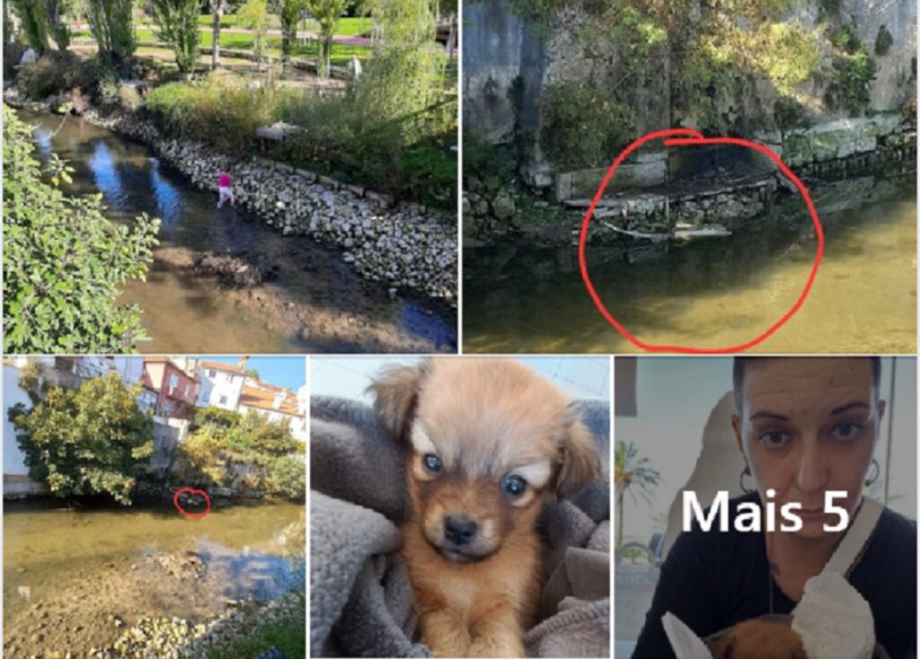 Mulher resgata cachorro do rio Almonda cao