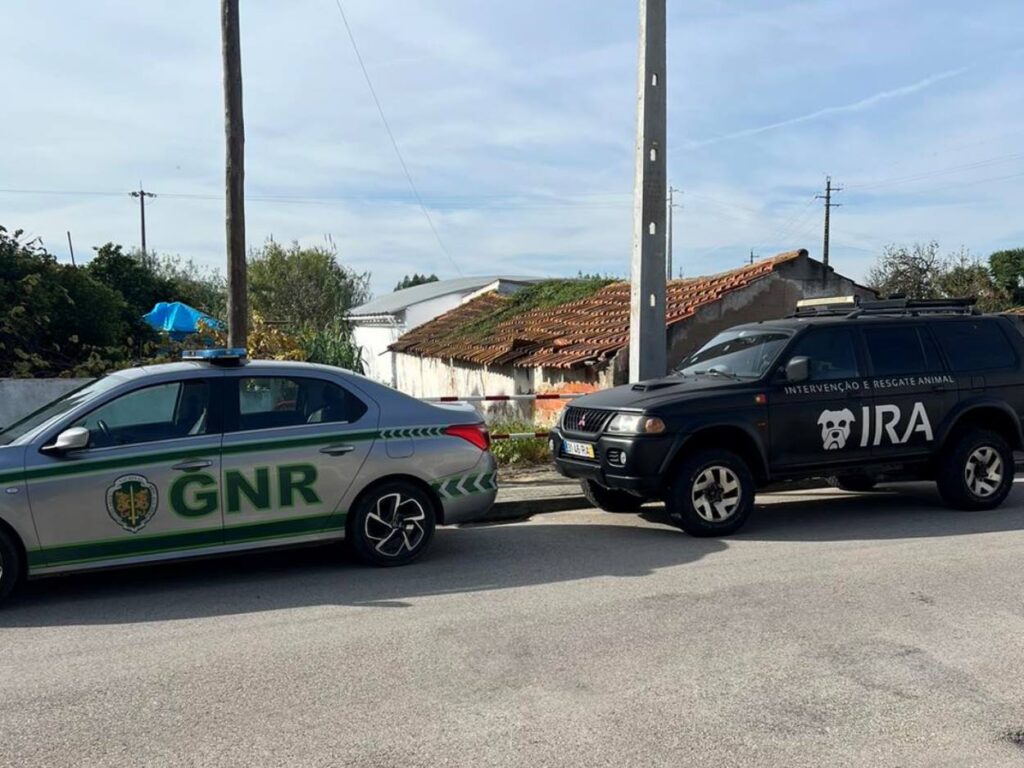 IRA resgata cinco cães maltratados na Atalaia (c/ vídeo) cao 32509 6327076169616785992 n