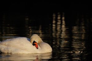 Os 10 pontos turísticos mais fotografados em Tomar foto 5 rio nabao cisne joaoalmeidawild