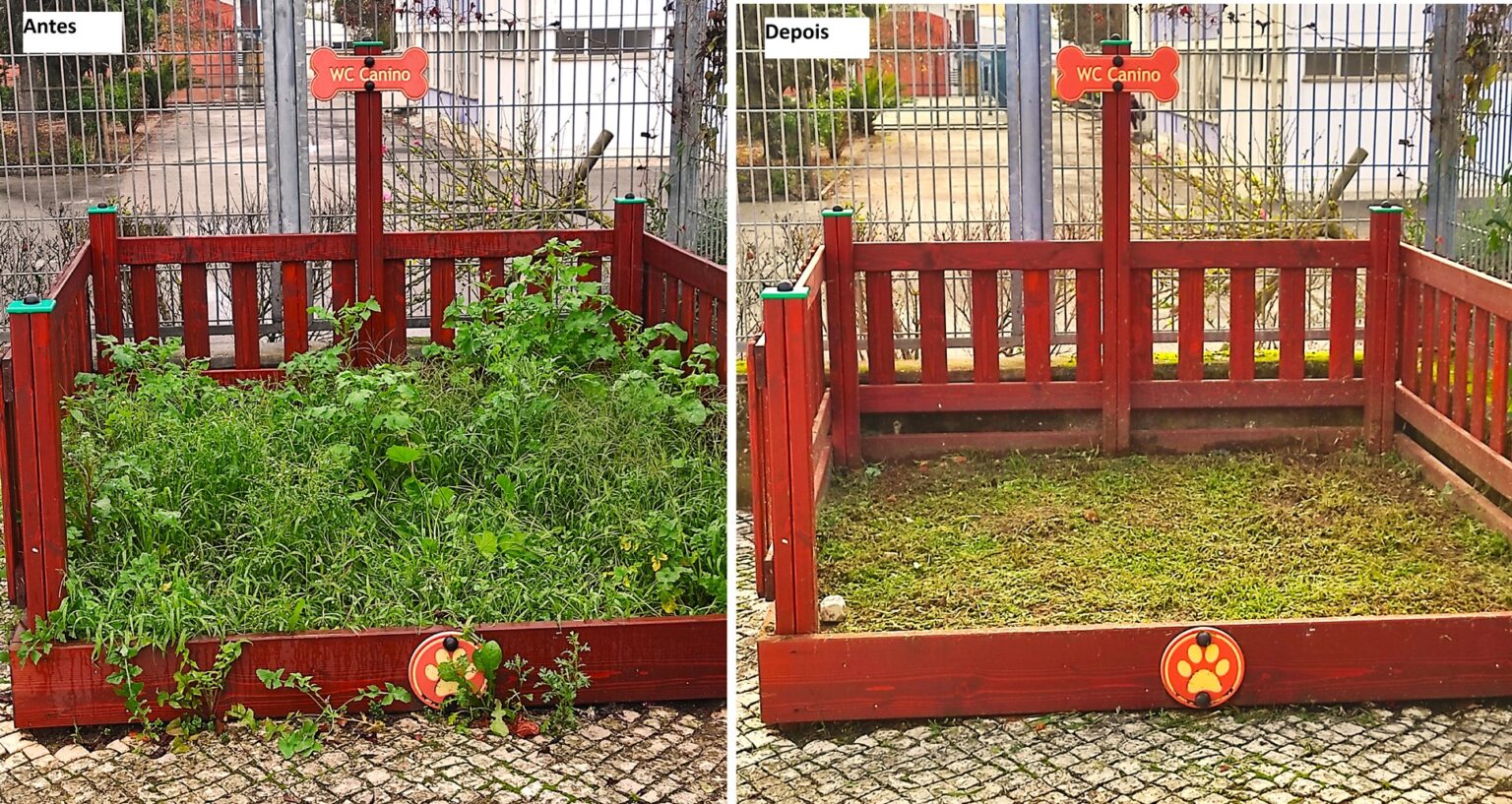 Junta limpa WC canino após publicação num blog wc caes 2