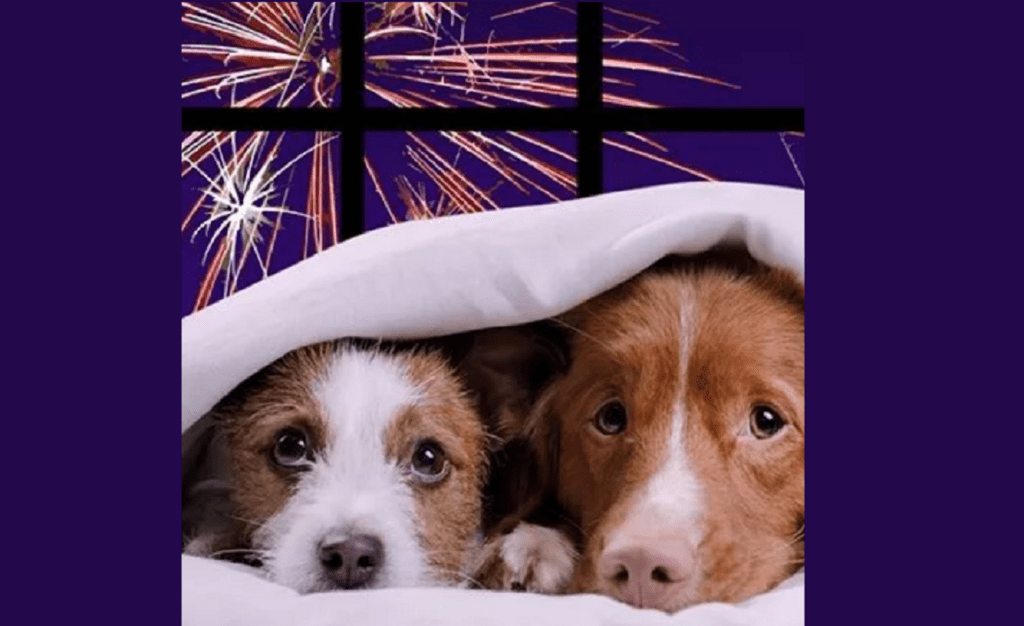 animais fogo 39021059 4438147184541885881 n