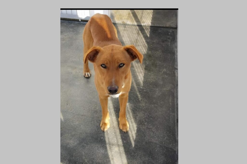 Apelo: cães desaparecidos apel 78