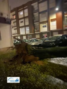 Árvore cai em cima de três automóveis no Entroncamento arvore entroncamento 732054 7078448201761843661 n