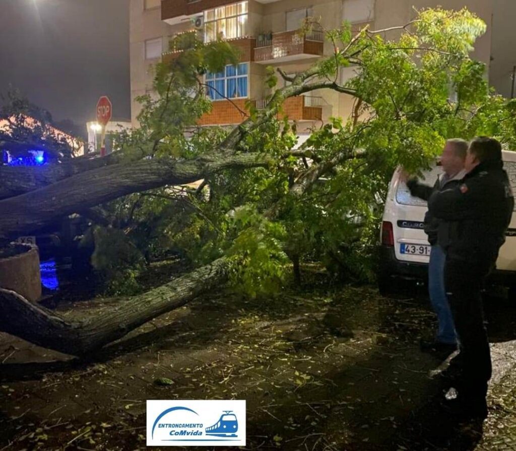 Árvore cai em cima de três automóveis no Entroncamento entronc arvore 585 5574900564311509859 n