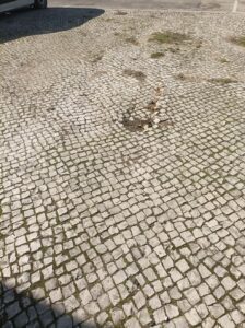Veículo da Tejo Ambiente danifica calçada do passeio calcada IMG 20230216 143112