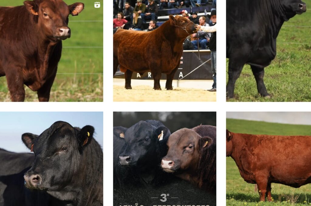 Bovinos reprodutores em leilão na Asseiceira agriangus