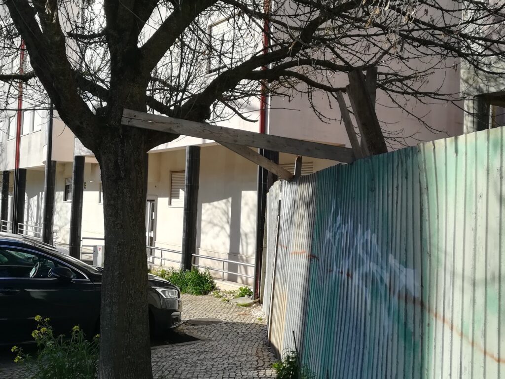 arvore IMG 20230319 081718