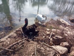 Ovos de cisne foram levados pela enxurrada (c/ vídeo) cisne 701062 4295667164023091922 n