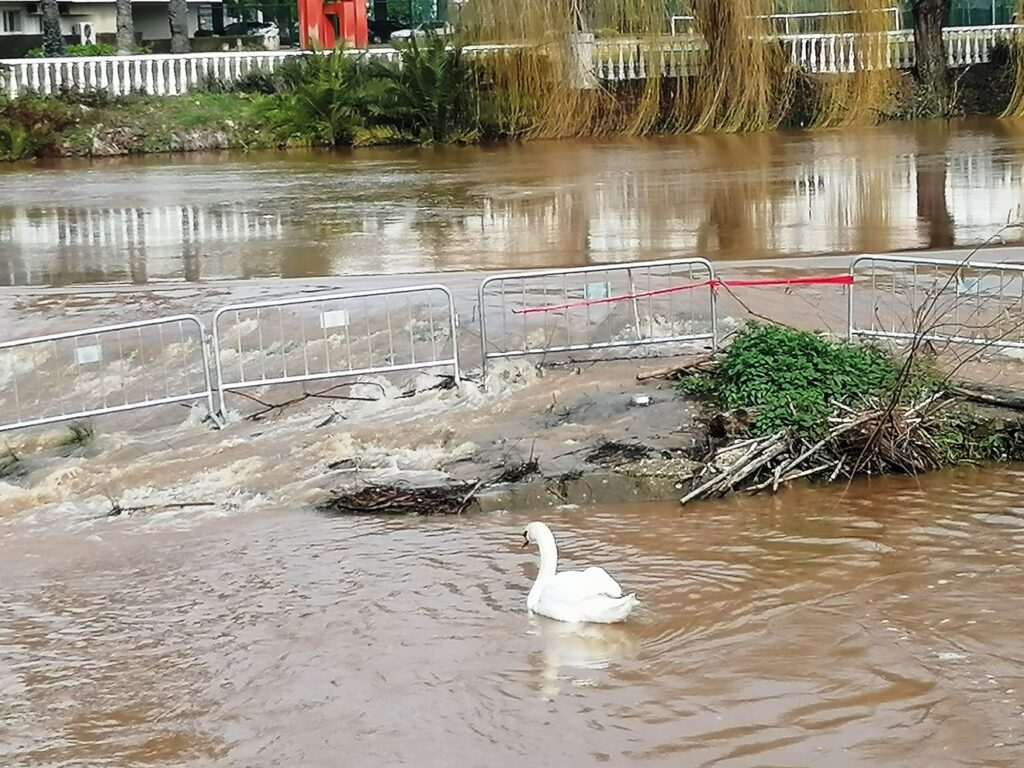 Ovos de cisne foram levados pela enxurrada (c/ vídeo) cisne ninho ovos IMG 20230309 095259