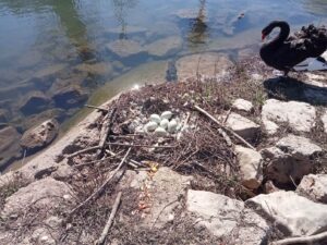 Ovos de cisne foram levados pela enxurrada (c/ vídeo) cisne ovos 28497 3052420393882120276 n