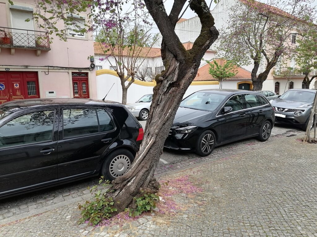 Árvore em risco de queda na rua dos Arcos arvore IMG 20230412 135628
