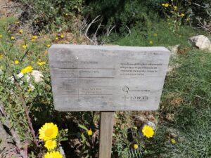 Dezenas de árvores plantadas no Agroal secaram arvore IMG 20230416 111347