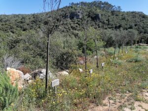Dezenas de árvores plantadas no Agroal secaram arvores agroal IMG 20230416 111442